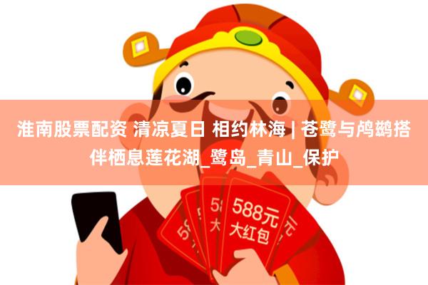 淮南股票配资 清凉夏日 相约林海 | 苍鹭与鸬鹚搭伴栖息莲花湖_鹭岛_青山_保护
